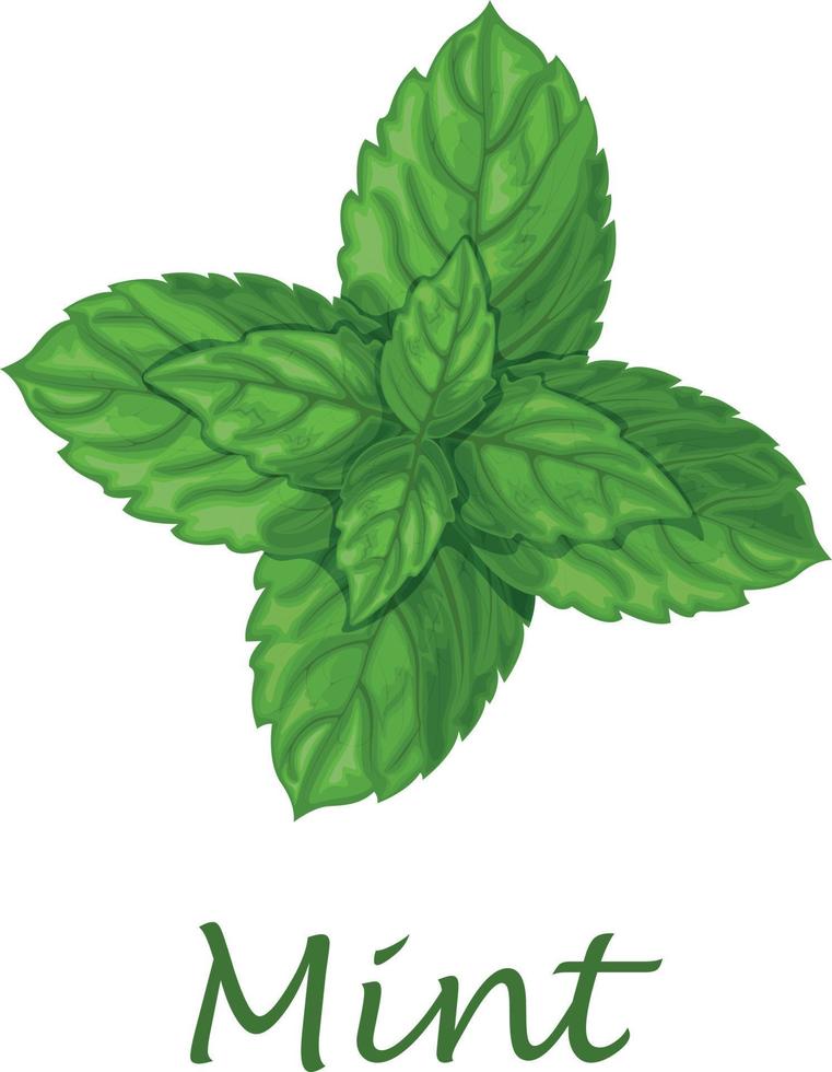 menta. hojas de menta verde. una planta medicinal aromática para condimentar. ilustración vectorial aislada en un fondo blanco vector