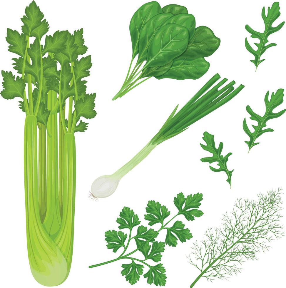 Spicy herbs from the garden. A set of medicinal herbs such as parsley, spinach, dill, arugula and also vegetables onion and celery. Collection of vegetables and herbs. Vector