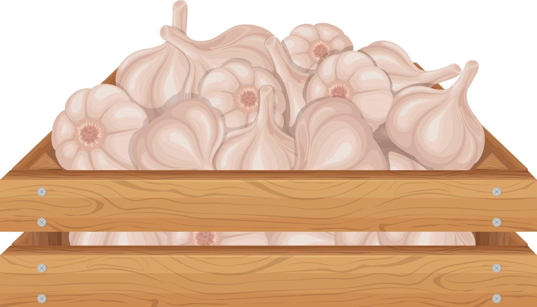 Garlic. Wooden box with garlic. Ripe farm vegetables. Garlic in a wooden box. Vector illustration isolated on a white background