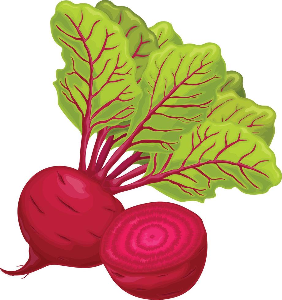 Beet. Red ripe beets. Ripe organic vegetable from the garden. Farm product. Sugar beet, vector illustration isolated on a white background