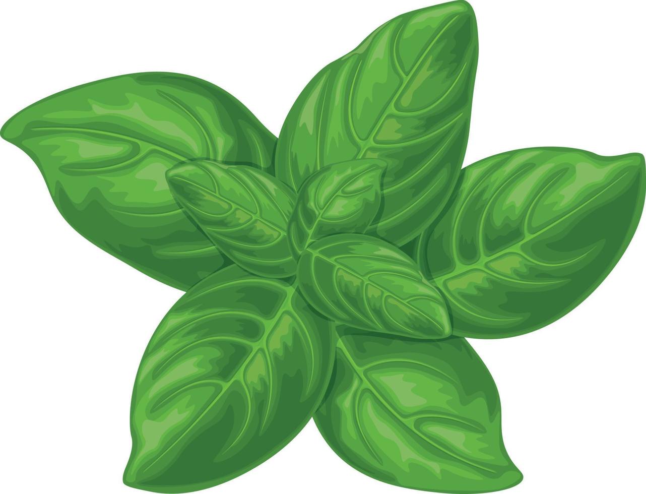 Basil. Green basil leaves. A fragrant plant for seasoning. Vector illustration isolated on a white background