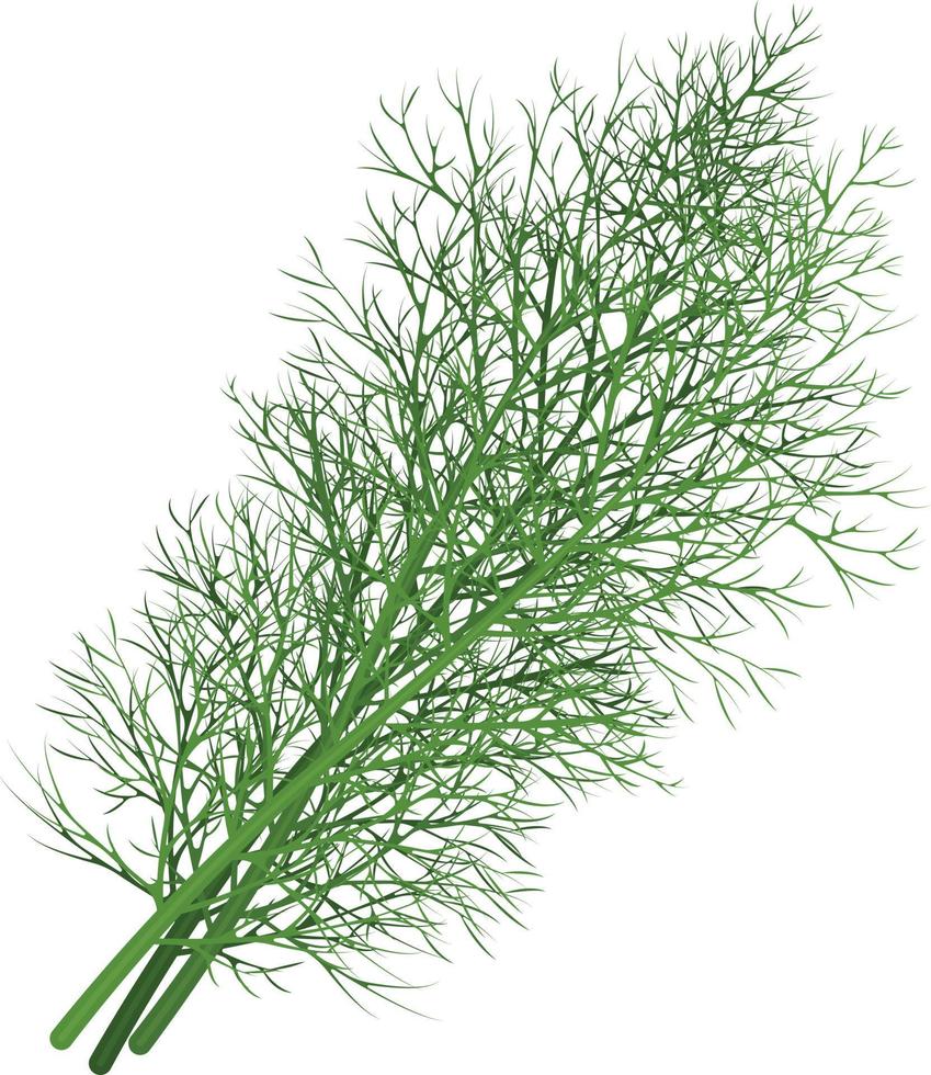 Dill. Image of dill twigs. A spicy plant. Dill for spices. Vector illustration isolated on a white background