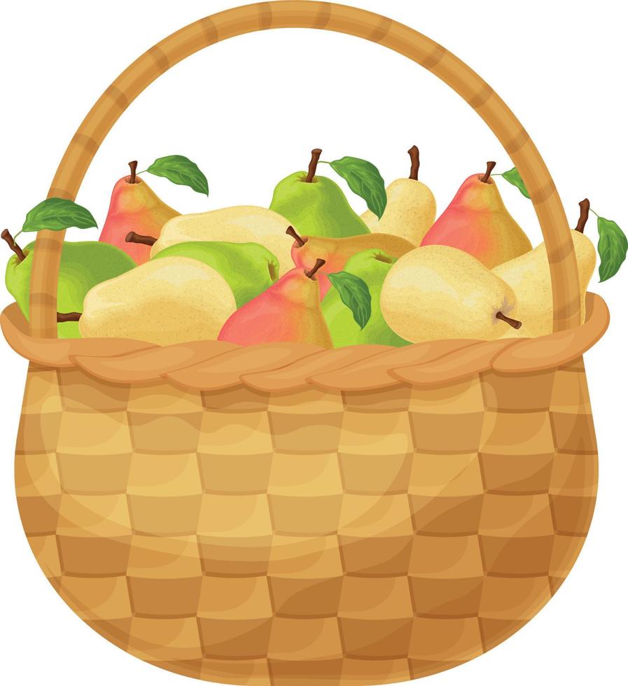 Pears. Basket with pears. Ripe pear fruits in a basket. Fresh garden fruits. Juicy pears in the basket. Vector illustration isolated on a white background.