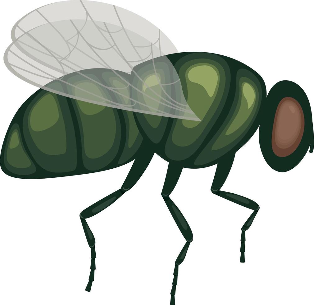 A green fly in flight .A flying insect. Image of a fly, side view. A flying insect. Vector illustration isolated on a white background