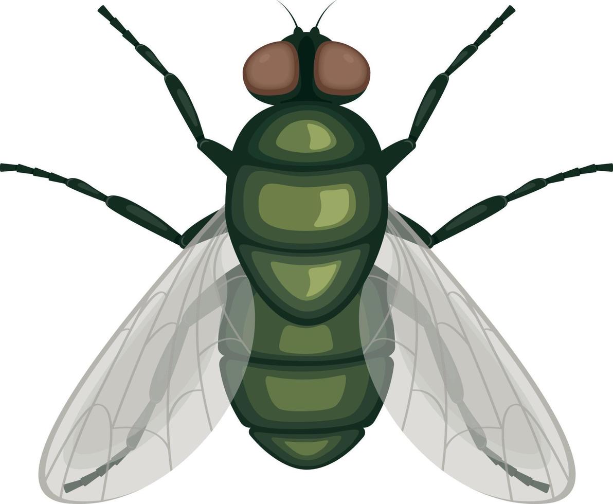 la mosca verde .mosca insecto. imagen de una vista superior de mosca. un insecto volador ilustración vectorial aislada en un fondo blanco vector