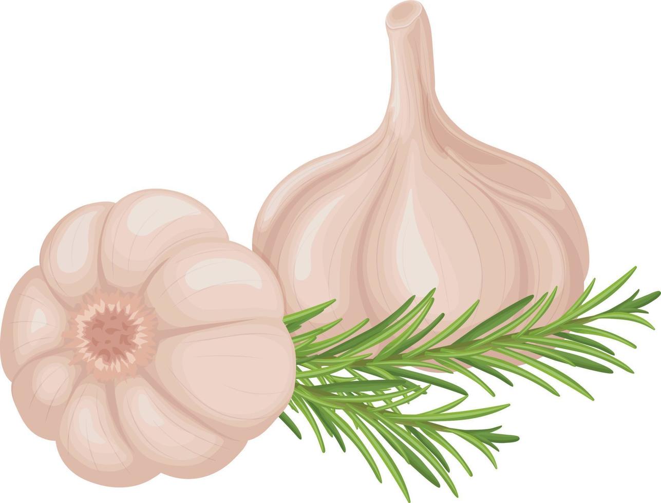 Garlic. Image of garlic heads. Vitamin product for seasoning, for cooking. Vector illustration isolated on a white background