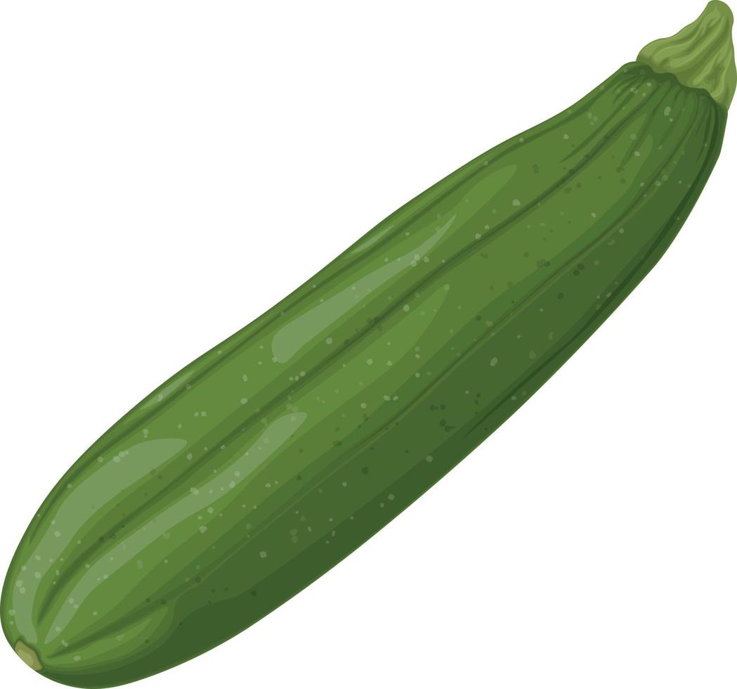 Zucchini. Image of sliced zucchini. Vegetarian vegetable from the garden. Farm vegetables. Vector illustration isolated on a white background