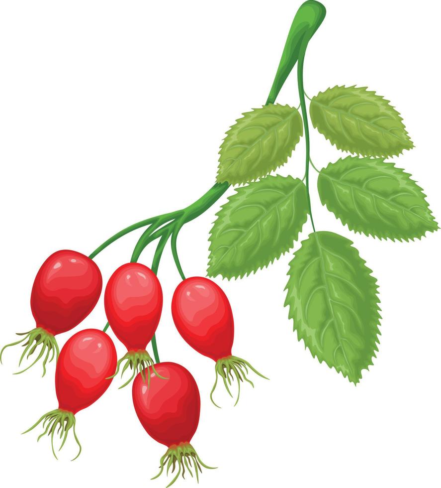 Rosehip. An image of a rosehip with green leaves. Ripe rosehip. Medicinal plant. Vector illustration isolated on a white background