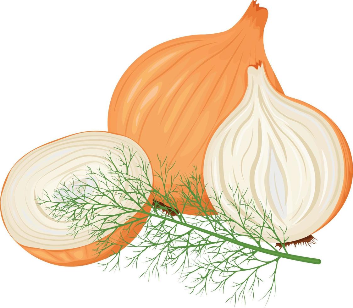 Onion. An image of a head of onions, whole and chopped, and a sprig of dill. Vector illustration isolated on a white background