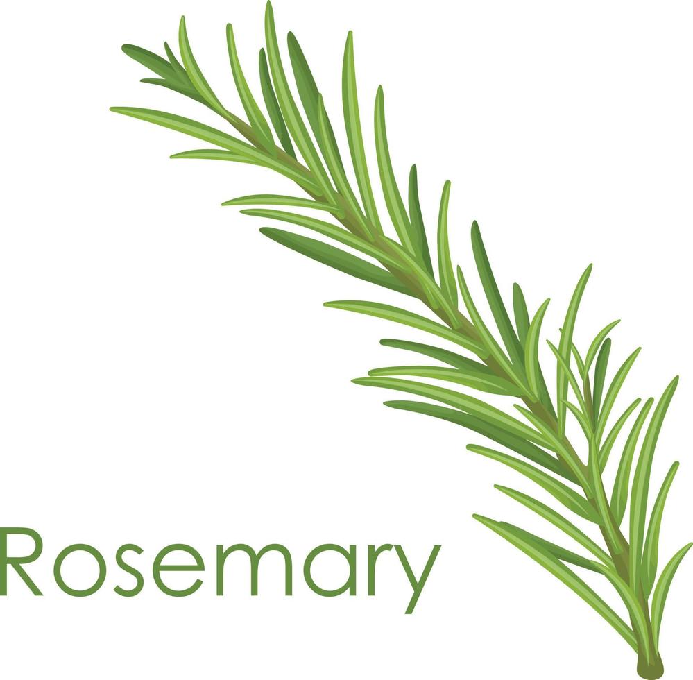 Rosemary. A green sprig of rosemary. Medicinal plant. Fragrant plant for  seasoning. Vector illustration isolated on a white background 15034395  Vector Art at Vecteezy