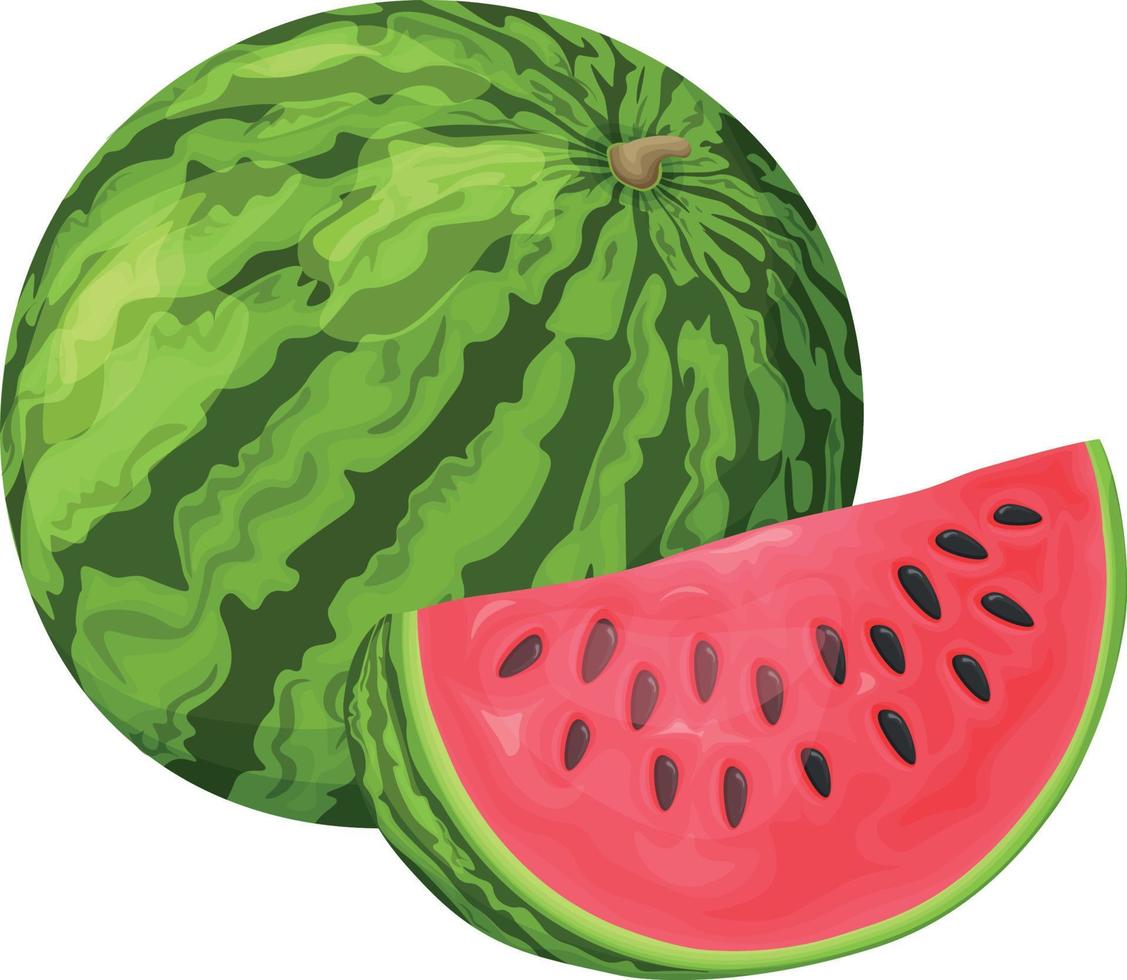 Watermelon. Image of a ripe watermelon. Cut pieces of ripe red watermelon. Vector illustration isolated on a white background
