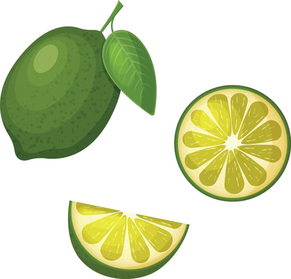 Lime. Image of ripe lime and slices of sliced lime. Ripe citrus fruit. Vector illustration isolated on a white background
