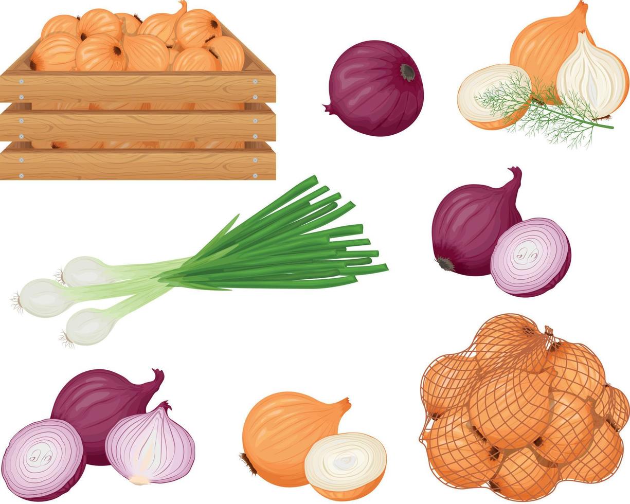 cebolla. un conjunto con la imagen de diferentes tipos de cebollas. cebollas, cebollas verdes y cebollas en una caja de madera y una bolsa de malla. colección de verduras. ilustración vectorial vector