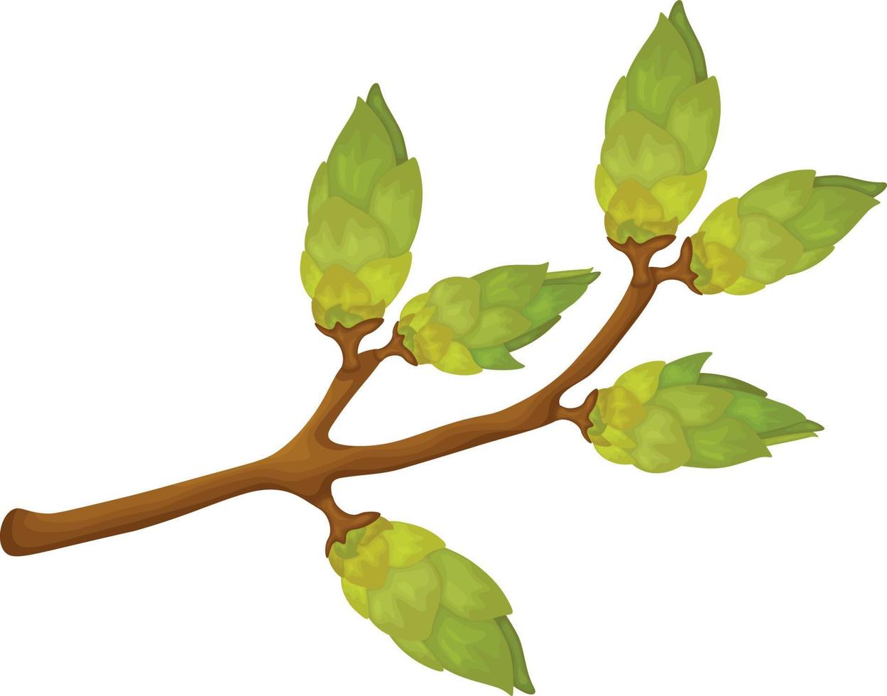 A branch with green buds. Spring illustration depicting a green tree branch with swollen buds. Vector illustration isolated on a white background