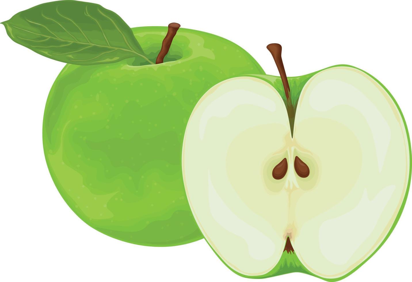 Apple. The image of a green apple in the section. Fresh garden fruit. Vegetarian product. Vector illustration isolated on a white background