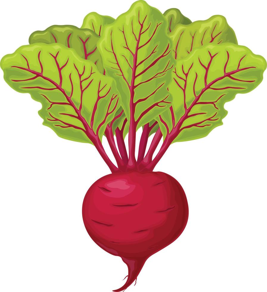 Beet. Red ripe beets. Ripe organic vegetable from the garden. Farm product. Sugar beet, vector illustration isolated on a white background