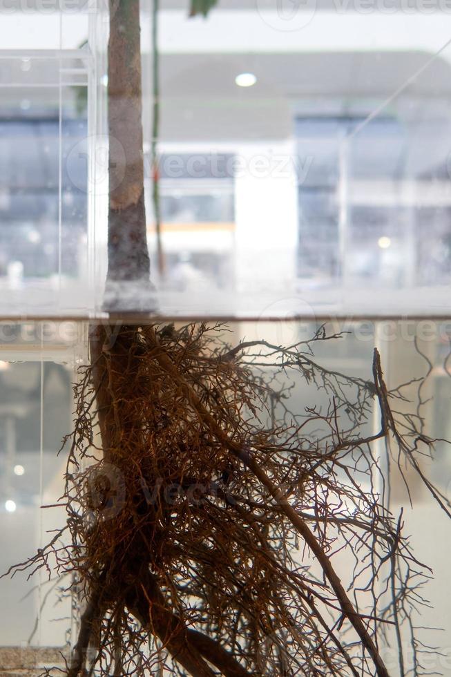 Big plant root in water in a glass jar. photo