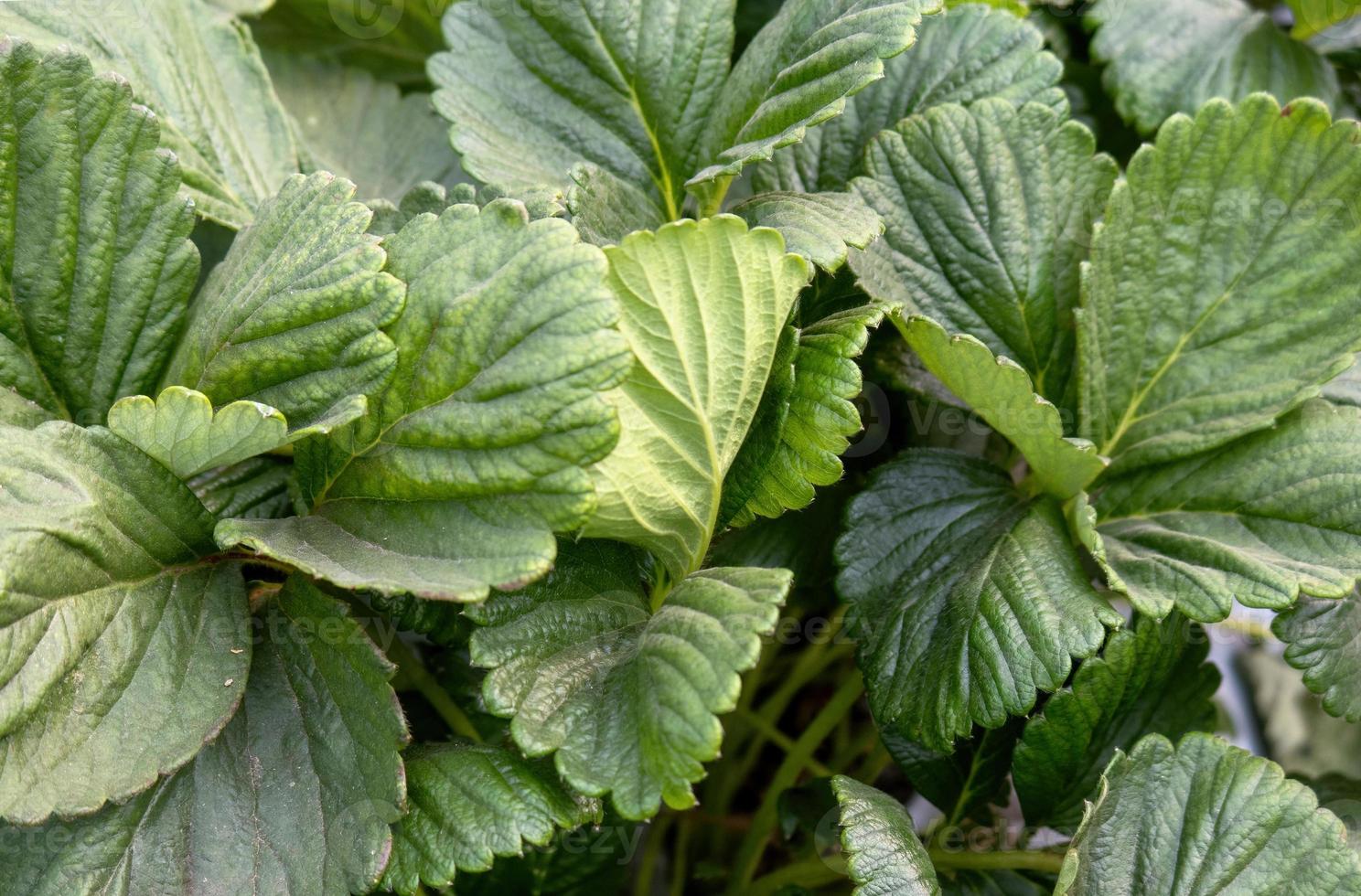 Green leaves of garden strawberry for background Wild strawberry leaves