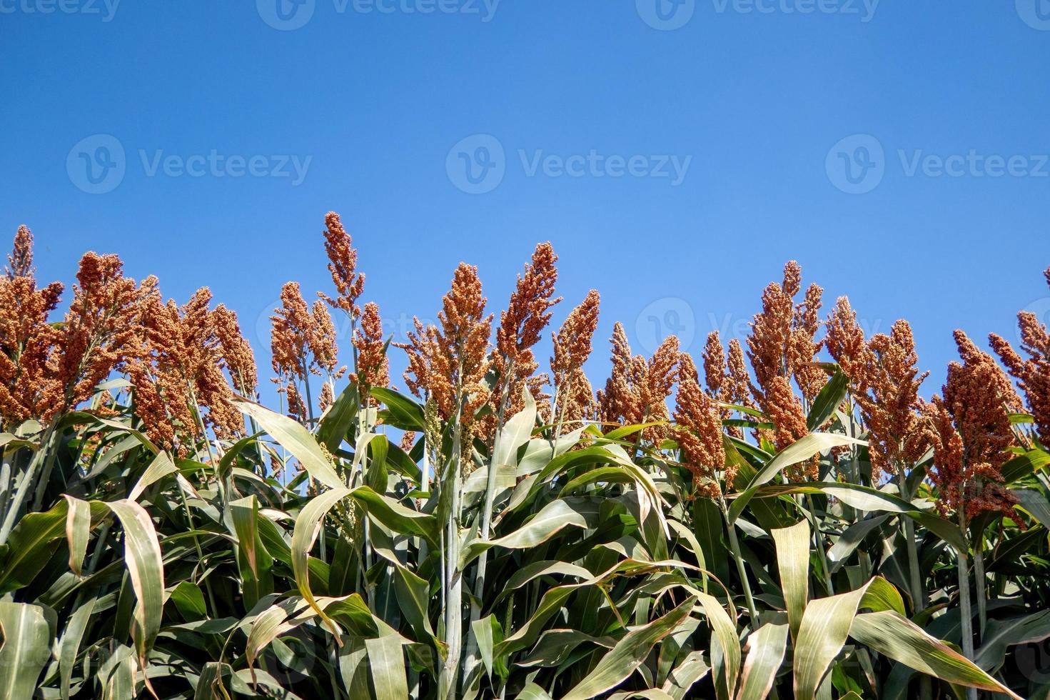 Field of stalks and seeds of sweet sorghum. Millet field. Agricultural field of sorghum, Durra, Milo or Jowari. photo