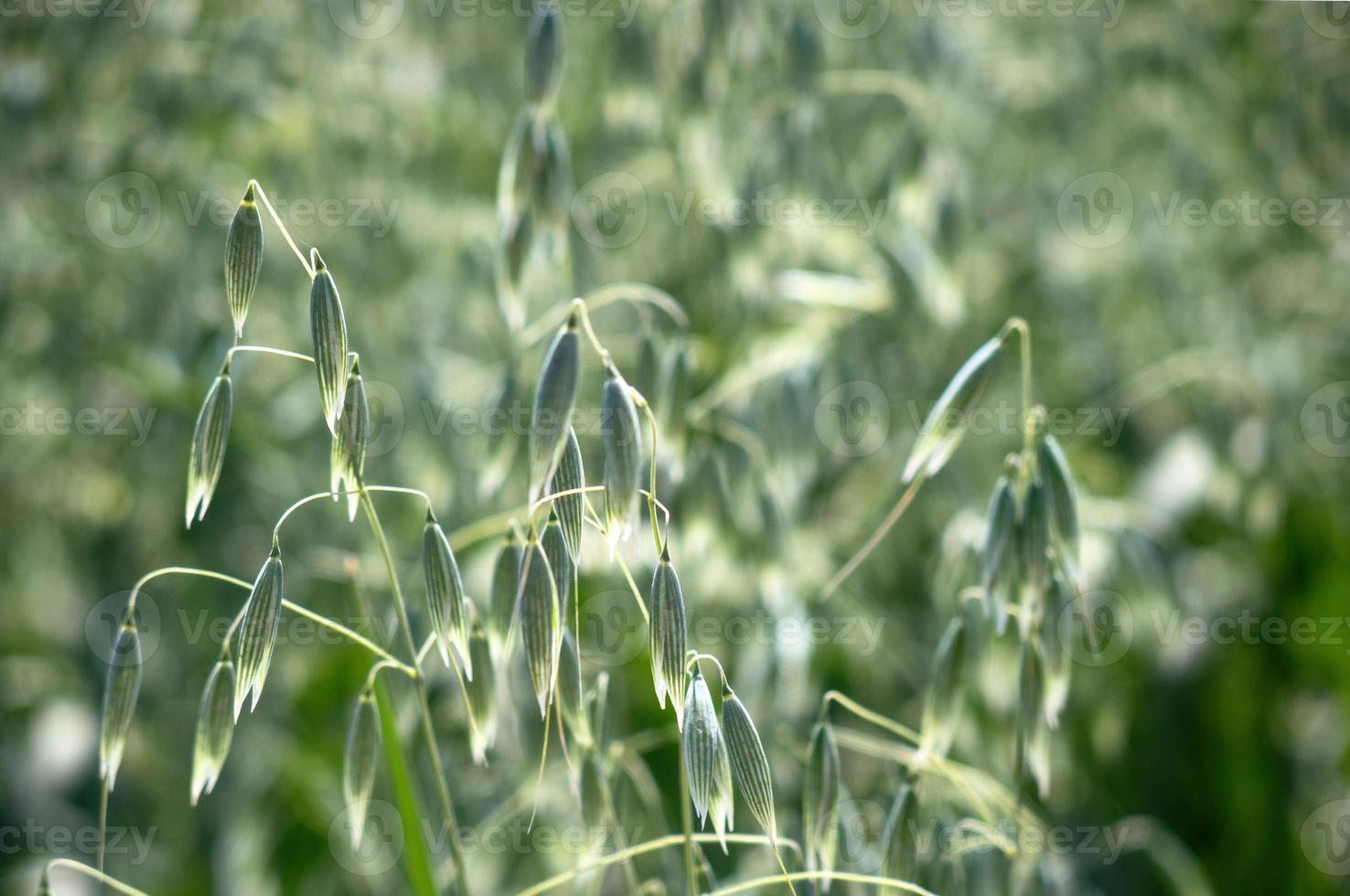 In a field of green spikelets of oats close up photo