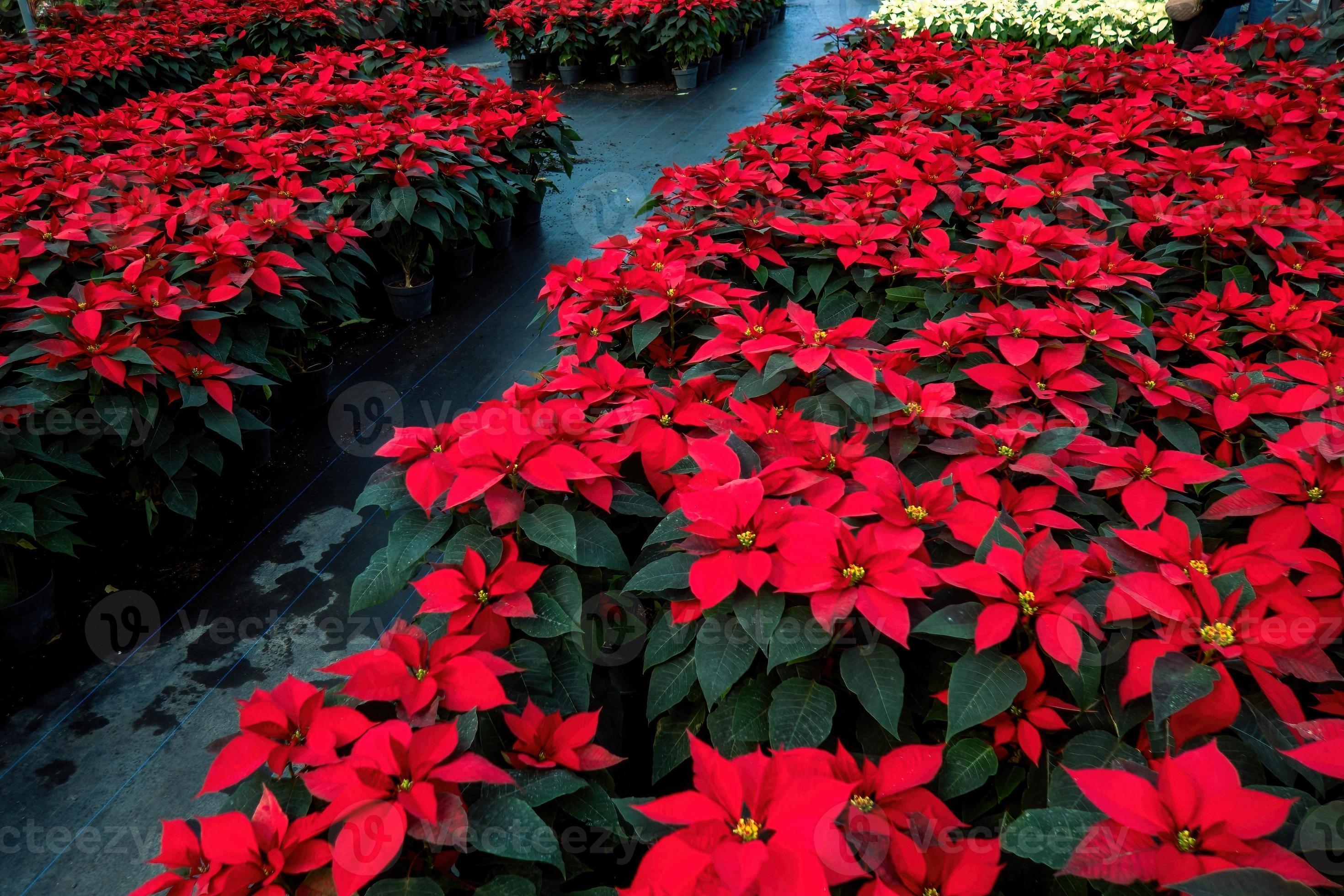 An arrangement of beautiful poinsettias - Red poinsettia or Christmas Star flower 15039450 Stock 