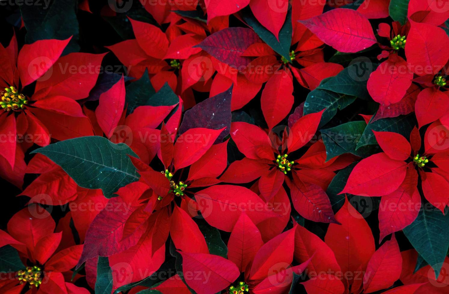 un arreglo de hermosas poinsettias - poinsettia roja o flor de estrella de navidad foto