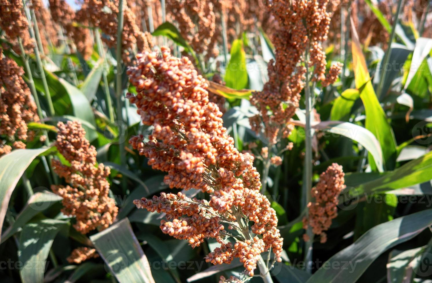 Field of stalks and seeds of sweet sorghum. Millet field. Agricultural field of sorghum, Durra, Milo or Jowari. photo