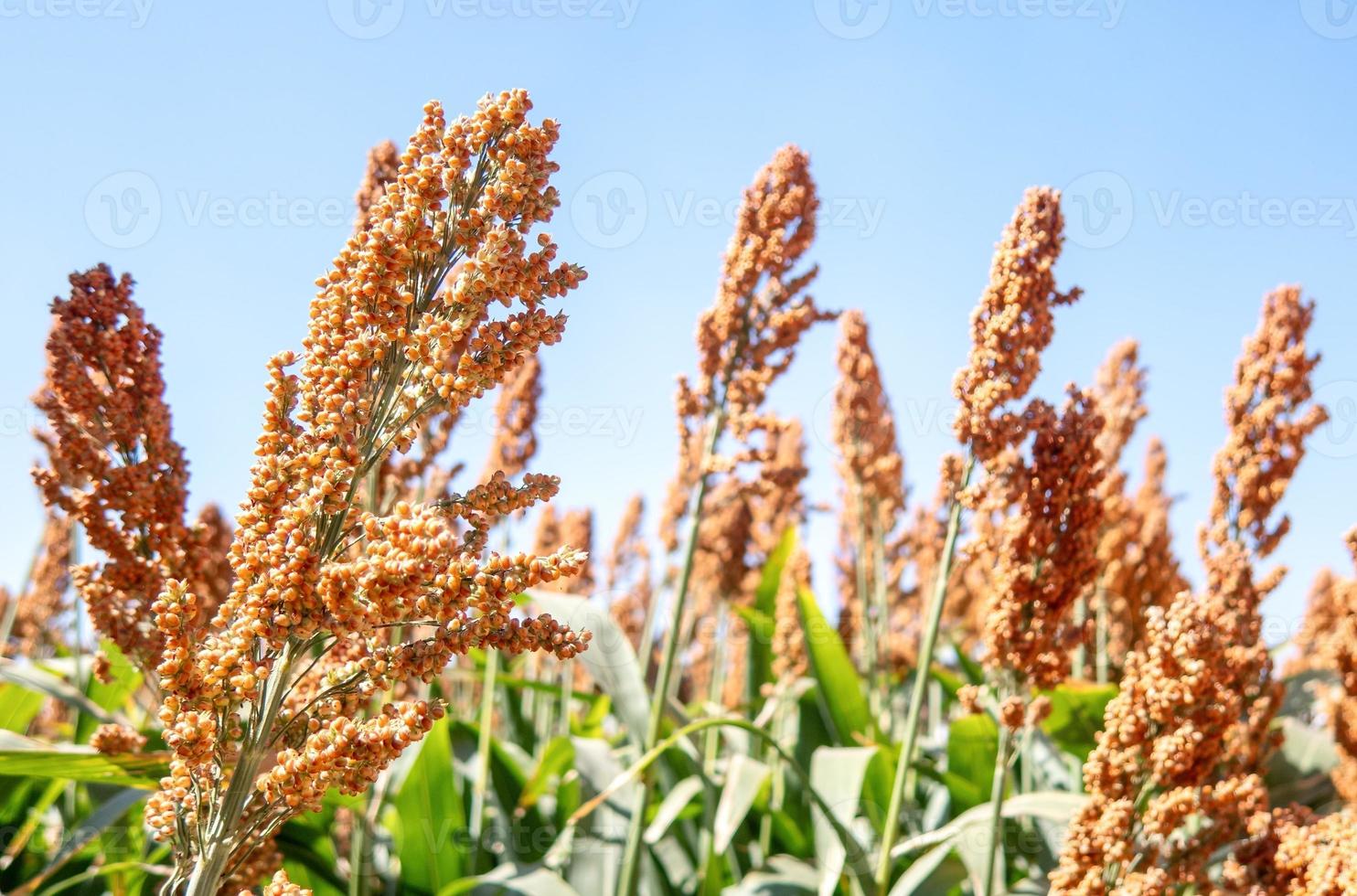 Field of stalks and seeds of sweet sorghum. Millet field. Agricultural field of sorghum, Durra, Milo or Jowari. photo