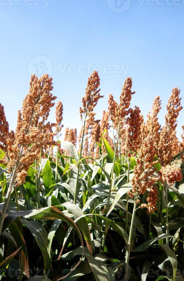 Field of stalks and seeds of sweet sorghum. Millet field. Agricultural field of sorghum, Durra, Milo or Jowari. photo