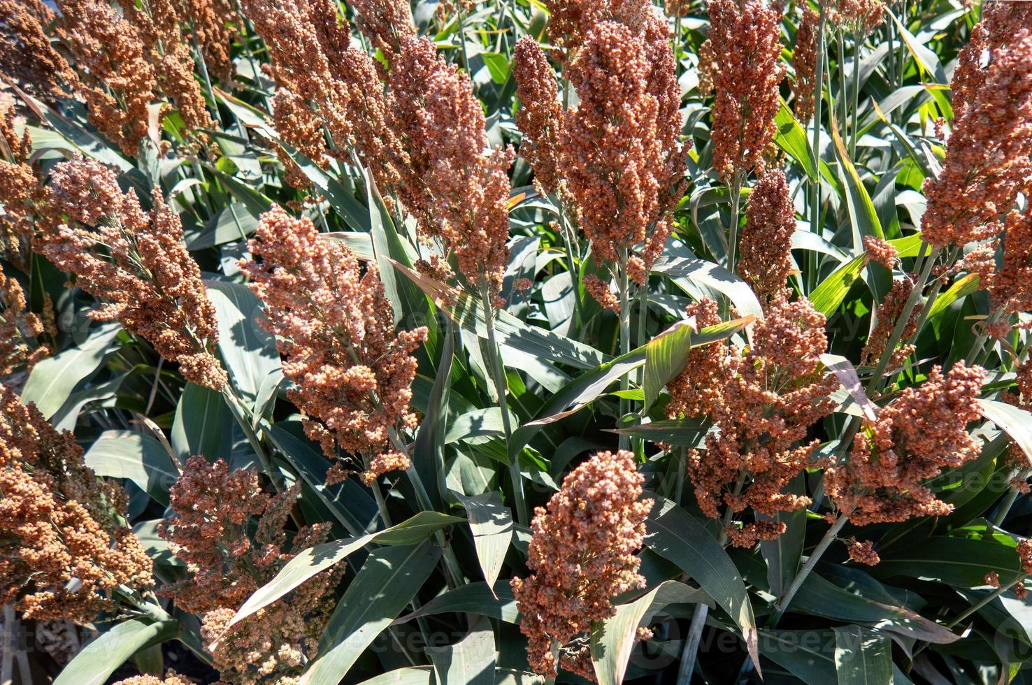 Field of stalks and seeds of sweet sorghum. Millet field. Agricultural field of sorghum, Durra, Milo or Jowari. photo