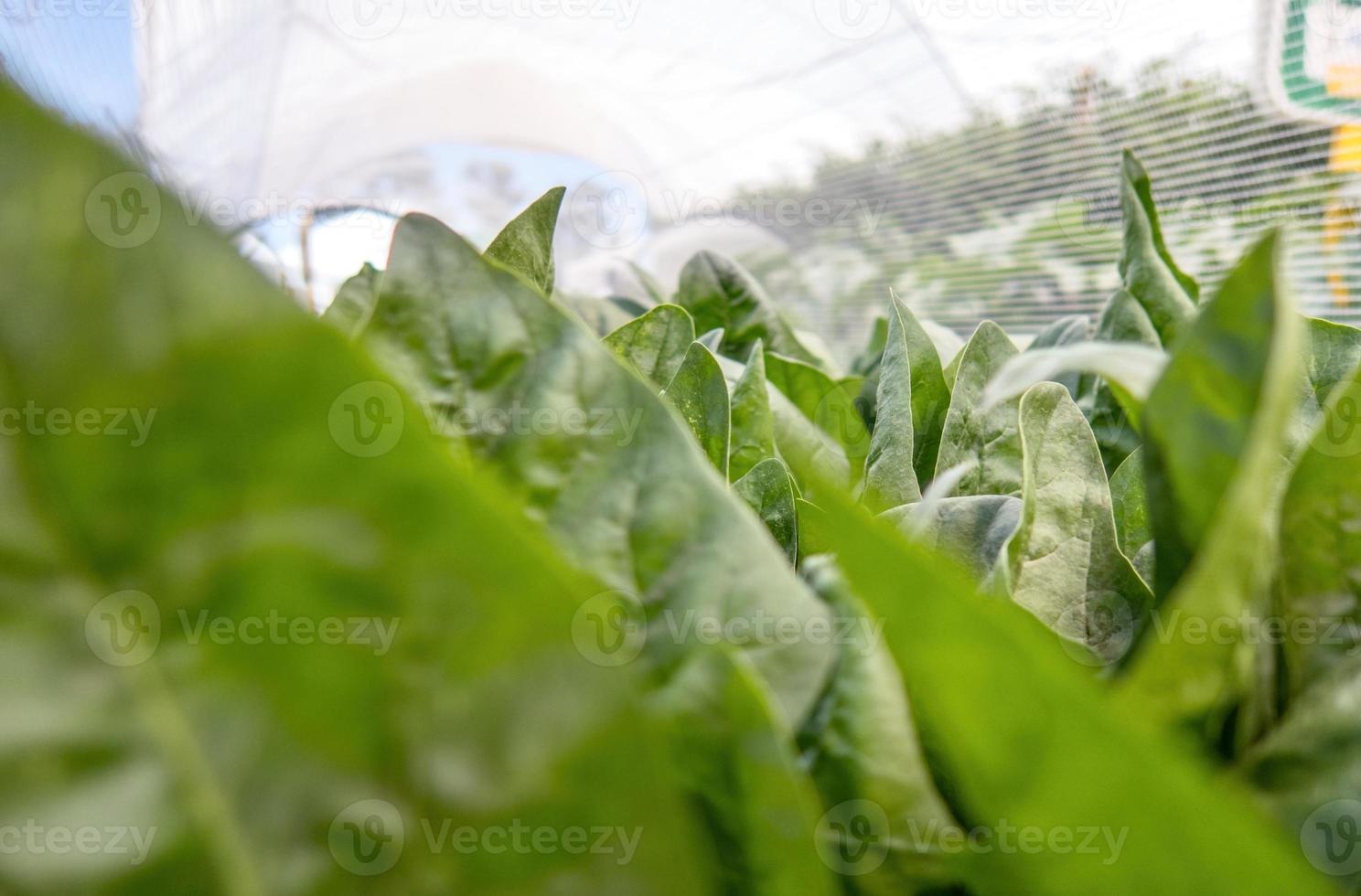 Spinach grows in a greenhouse. Close-up. photo