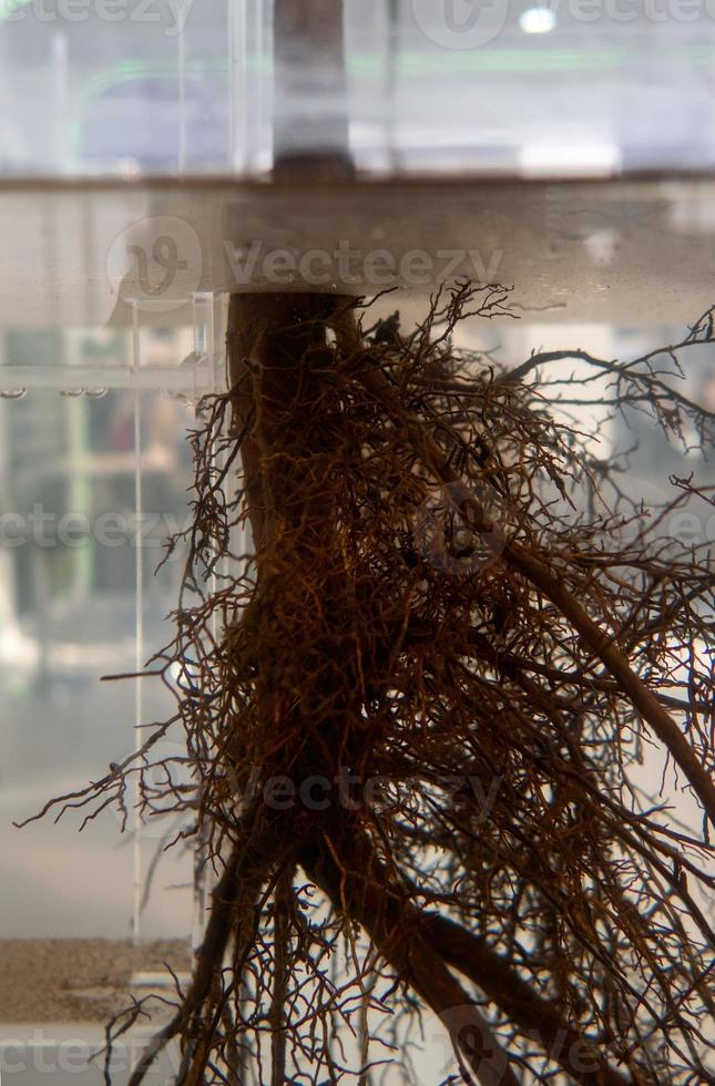 Big plant root in water in a glass jar. photo