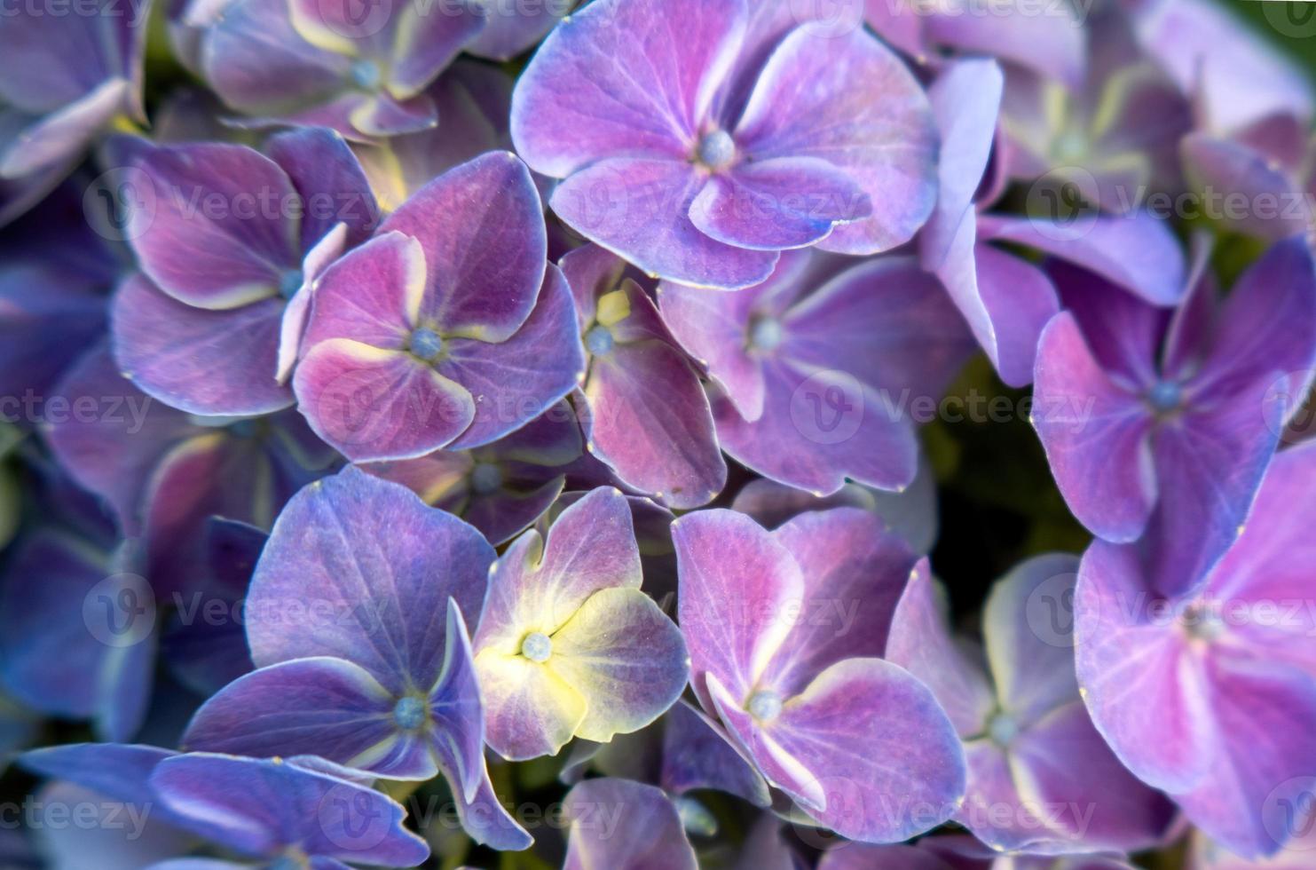 Beautiful purple hydrangea in a rainy day. Flower in bloom photo