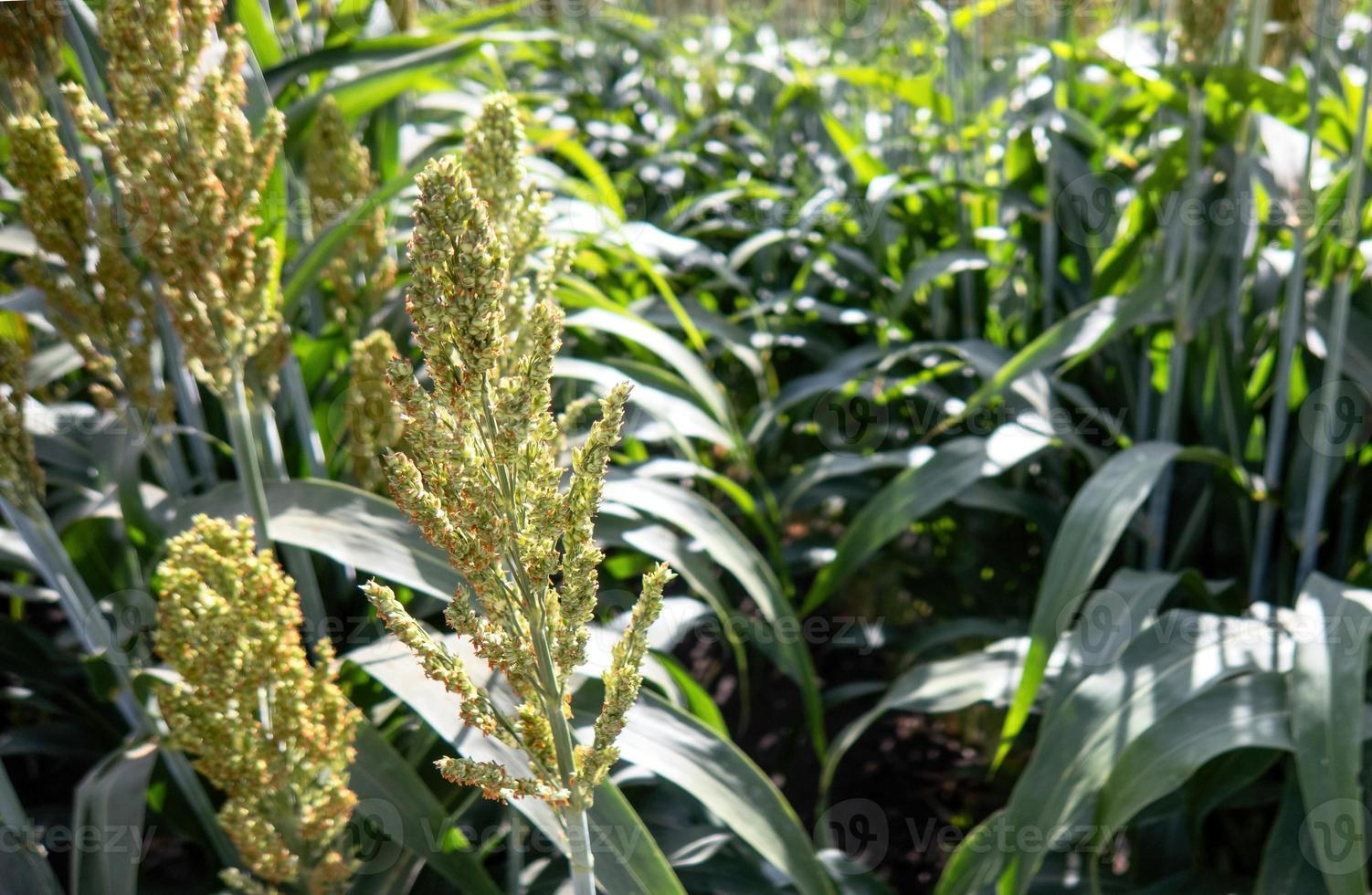 Field of stalks and seeds of sweet sorghum. Millet field. Agricultural field of sorghum, Durra, Milo or Jowari. photo