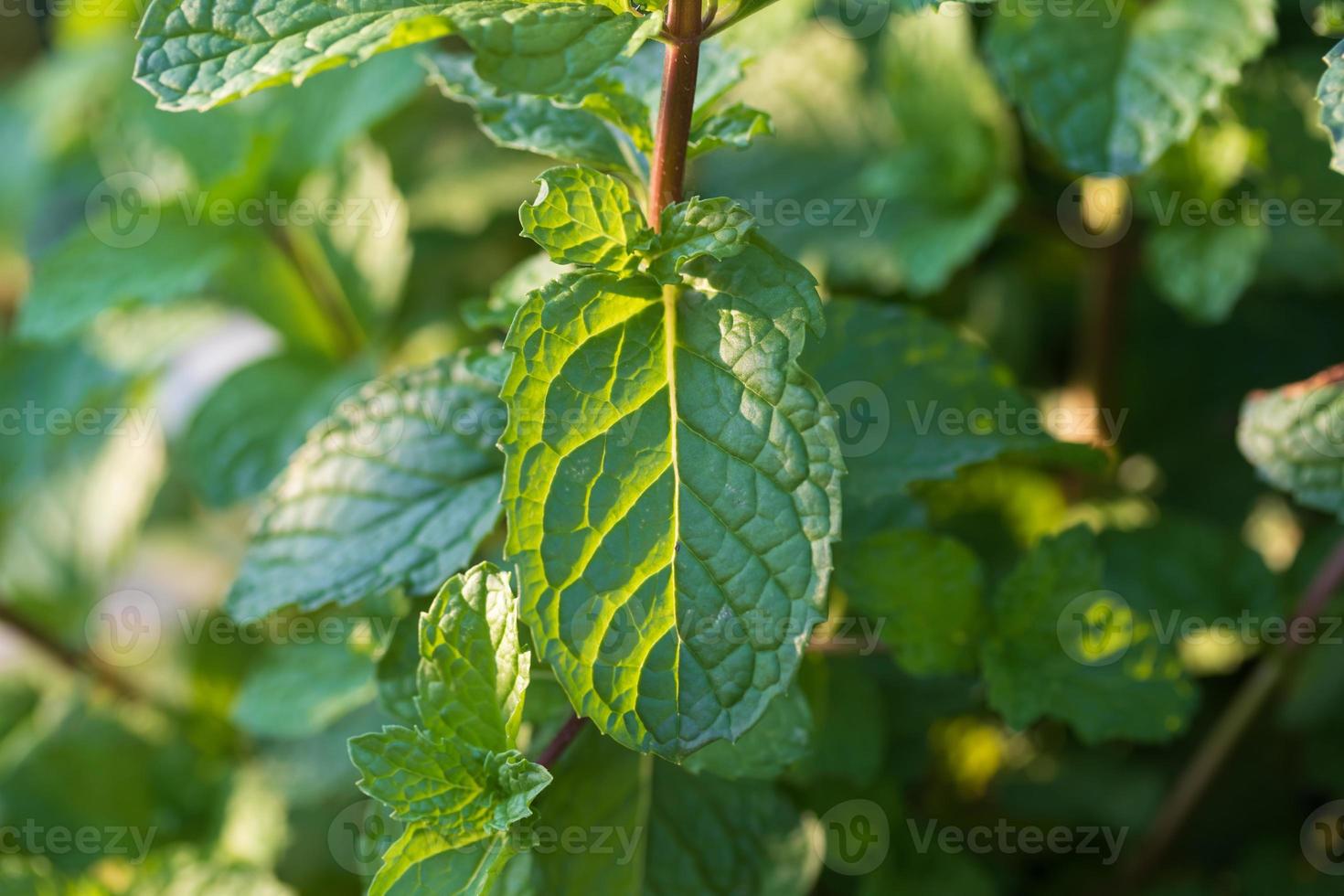 Mint plants grow at the vegetable garden. photo