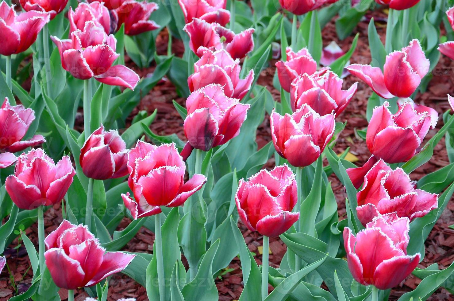 Picture of beautiful tulips on shallow deep of field close up photo