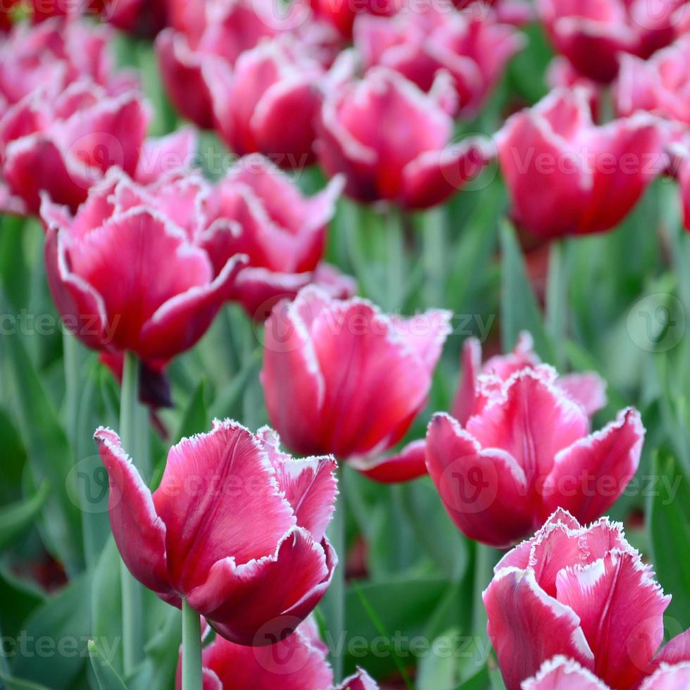 Picture of beautiful tulips on shallow deep of field close up photo