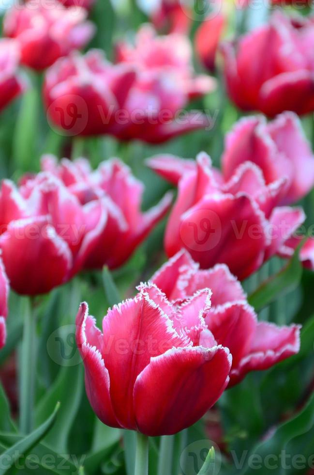 Picture of beautiful tulips on shallow deep of field close up photo