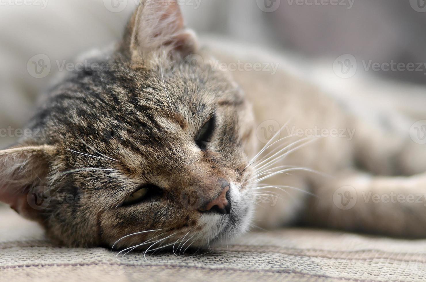 Close up of a sad and lazy tabby cat napping on the couch outdoors in evening photo