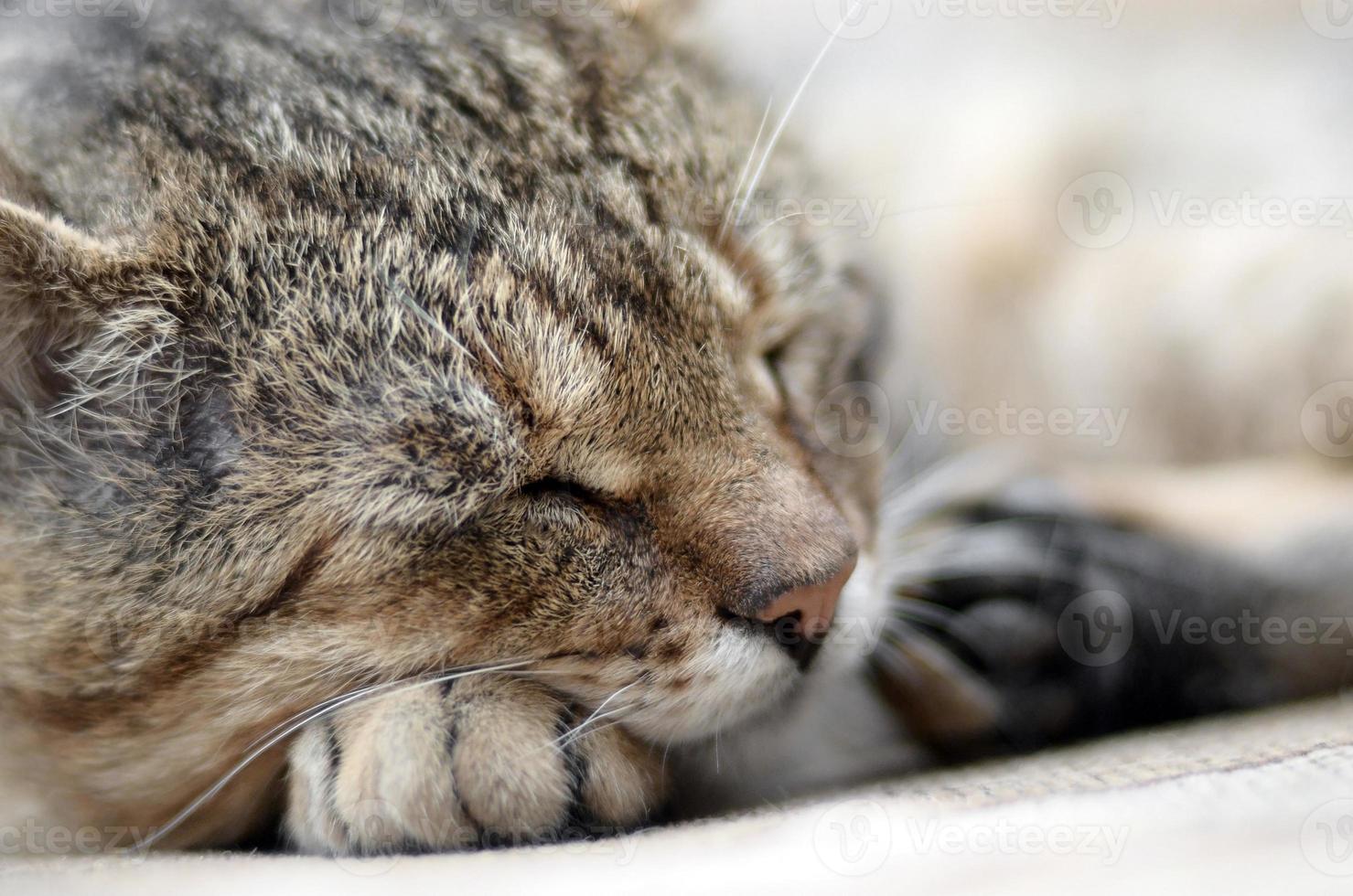 Close up of a sad and lazy tabby cat napping on the couch outdoors in evening photo