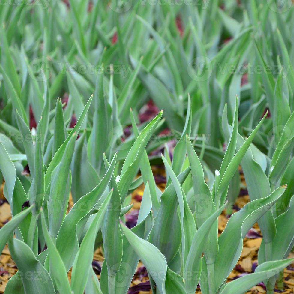 Lots of green stems from red tulips grow in a flowerbed photo