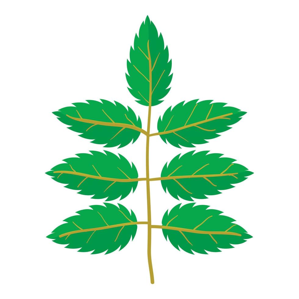 Rowan leaf icon, cartoon style vector