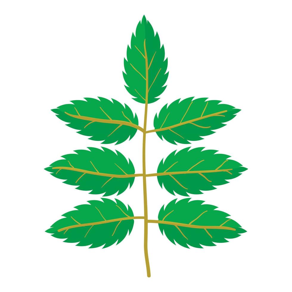 Rowan leaf icon, cartoon style vector