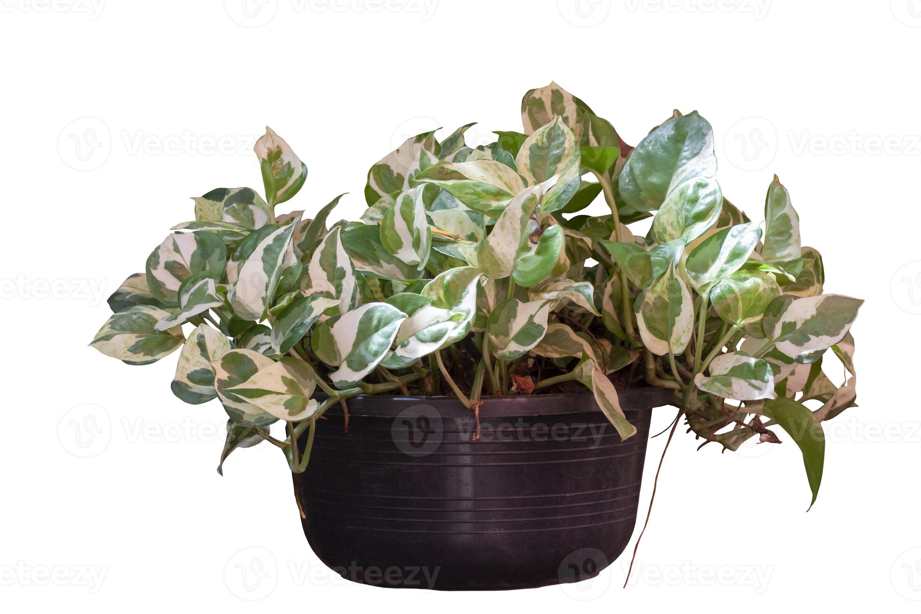 Peperomia scandens variegate or Cupid Peperomia growing in black plastic  pot isolated on white background included clipping path. 15043548 Stock  Photo at Vecteezy