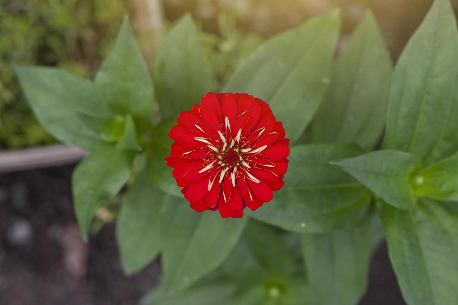 Red zinnia flower beautiful with sunlight on nature background in the garden top view. photo