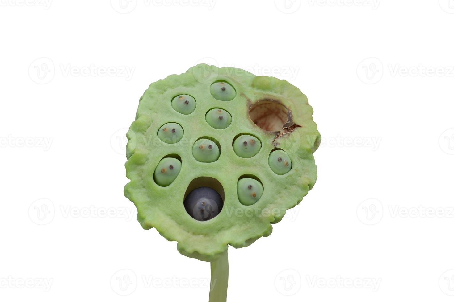 Lotus seed pods isolated on white background included clipping path. photo