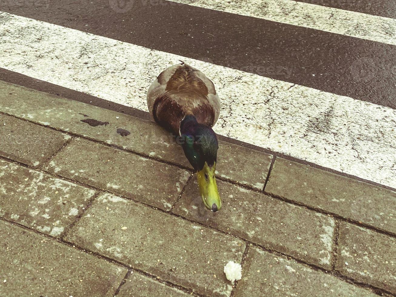 the duck is walking along the pedestrian crossing. the active bird correctly crosses the road on the asphalt road. wild duck in the city photo
