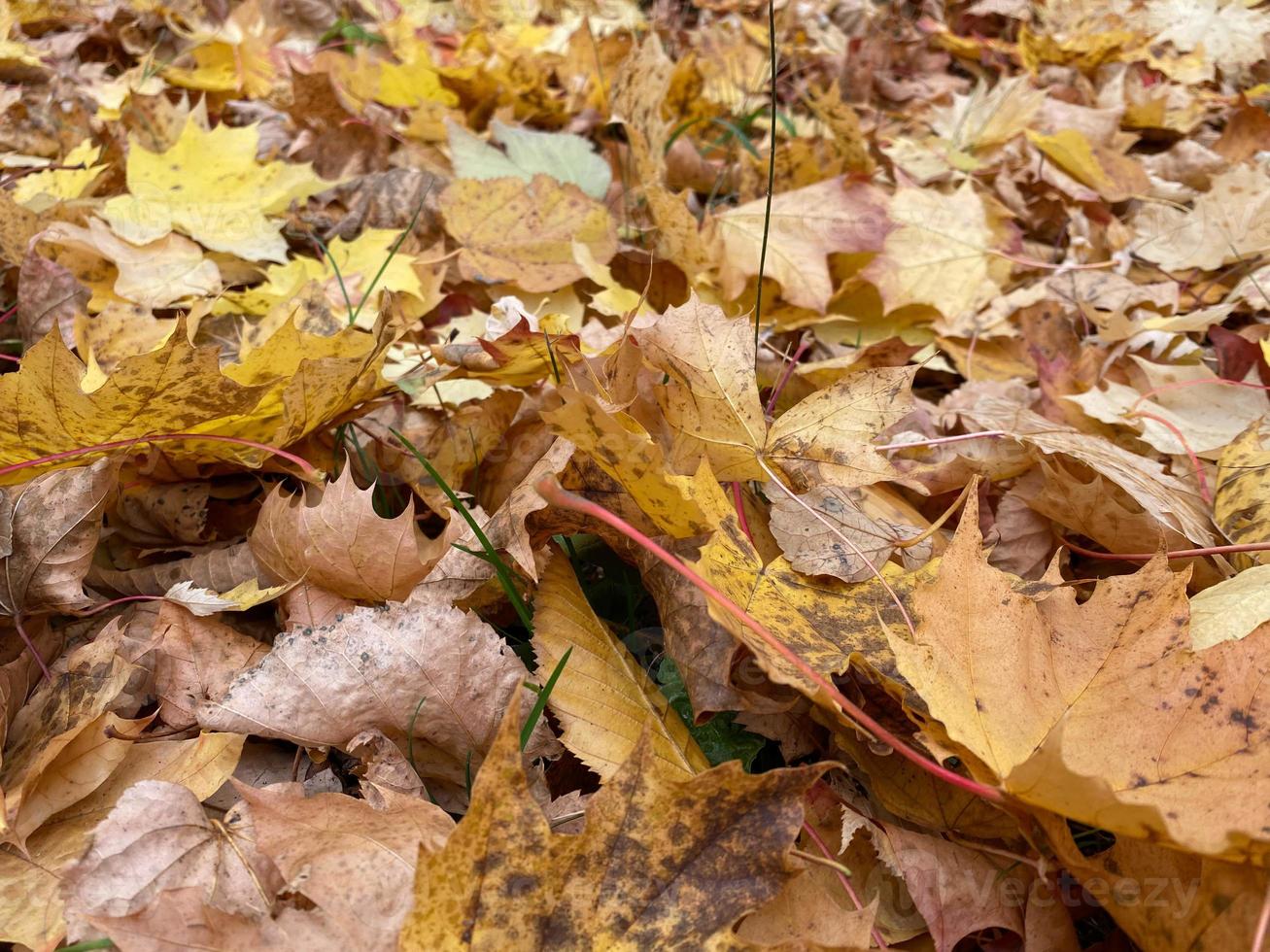 Background group autumn orange leaf. Nature photo