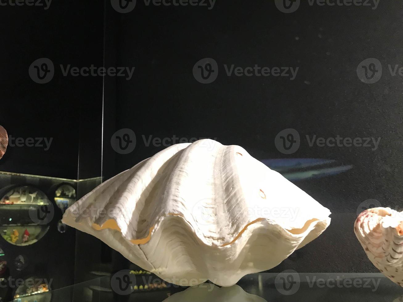 Large sea shells on a white shelf. Shells border background image photo
