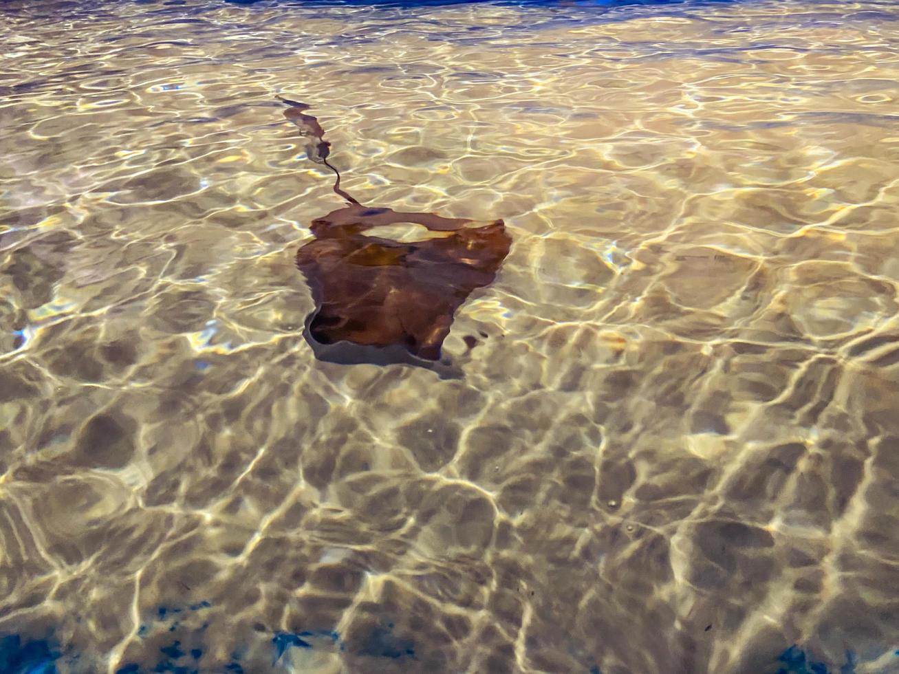 a huge brown stingray with a tail floats on the seabed with sand and stones in the aquarium. underwater marine life capable of releasing electricity into the water photo